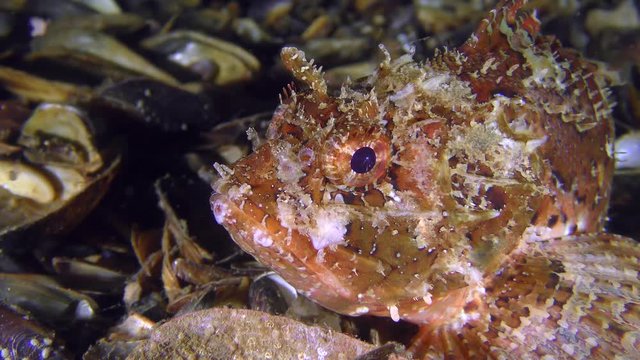 Portrait of the predatory fish Black scorpionfish (Scorpaena porcus).
