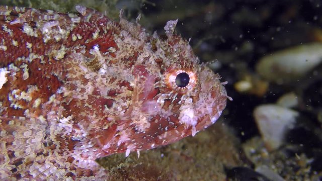 Poisonous fish Black scorpionfish (Scorpaena porcus) slowly crawls on the bottom on the pectoral fins, close-up.
