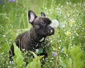 The dog in the tall grass among the flowers.