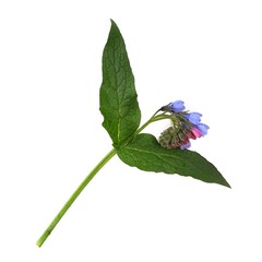 Blossoming grass on a white background