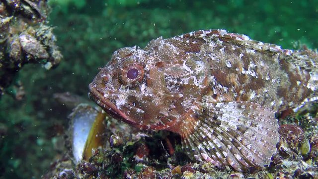 Dangerous fish Black scorpionfish (Scorpaena porcus) sits on a rock, then floats away, medium shot.

