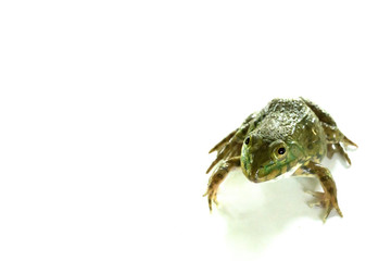 Frog on the white background,thailand,Can be eaten