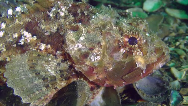 Poisonous fish Black scorpionfish (Scorpaena porcus) on the seabed, close-up.

