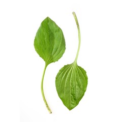 Leaves of plantain on a white background in various angles © Elena