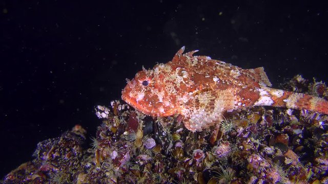 Bright red Scorpionfish (Scorpaena porcus) on a dark background of the water column.
