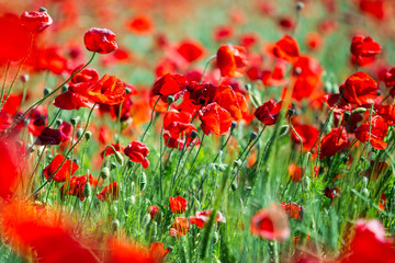 Obraz premium Poppy field. Flowers background. Beautiful field of red poppies