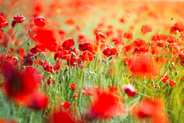 Poppy field. Flowers background. Beautiful field of red poppies