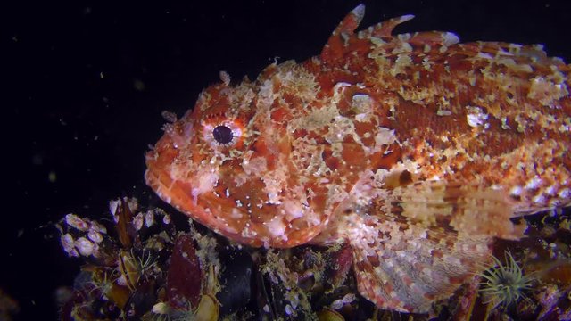 Bright red Scorpionfish (Scorpaena porcus) lies on the top of the stone, then floats away into the dark, close-up.
