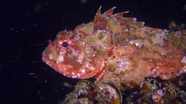 The bright red Black scorpionfish (Scorpaena porcus) on the dark background of the water column stirs the fins, close-up.
