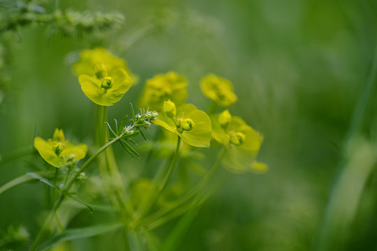 bupleurum rotundifolium