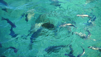 Fototapeta na wymiar Shark among school of reef fish, turquoise clear ocean. BUsiness concept be unique and outstanding from other