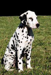 Purebred dalmatian pet dog on grass