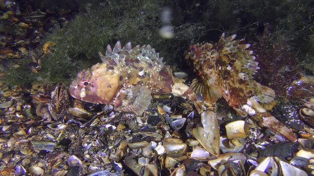 Two Black scorpionfish (Scorpaena porcus) near seagrass beds, wide shot.
