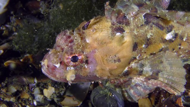 Portrait of Black scorpionfish (Scorpaena porcus) pink-yellow color.
