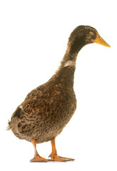 rouen duck in studio