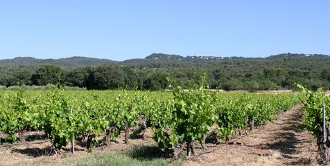 Fototapeta na wymiar vignoble du Luberon en Provence