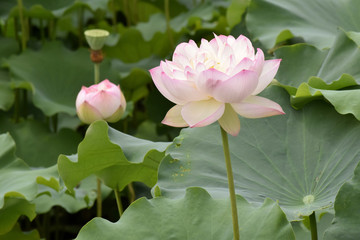 Fototapeta premium 蓮の花