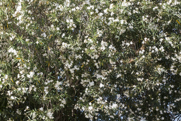 textura de árbol con flores