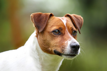 Jack russell terrier , portret psa
