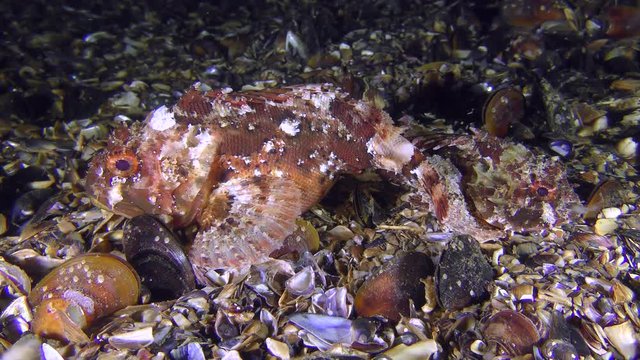 Female and male Black scorpionfish (Scorpaena porcus) before spawning.
