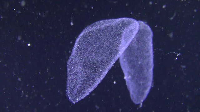 Reproduction of Black scorpionfish (Scorpaena porcus): caviar spawned by fish float in the water column.

