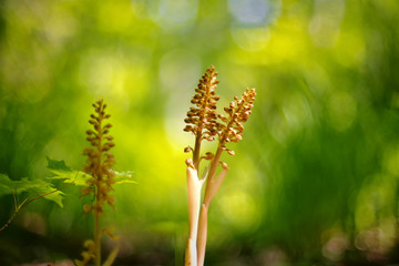 Neottia nidus-avis, the bird's-nest orchid