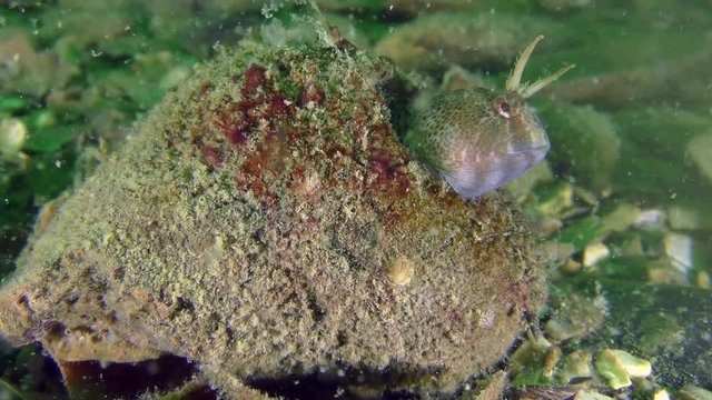Reproduction Tentacled blenny (Parablennius tentacularis): male guarding nest with caviar arranged in the shell of gastropod, medium shot.
