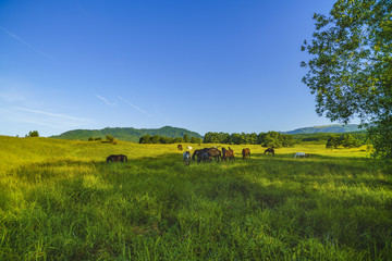 Wild horses on a meadow in the mountains of Fagarasi, Romania