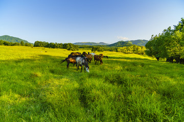 Wild horses on a meadow in the mountains of Fagarasi, Romania