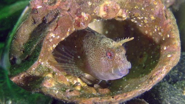 Reproduction Tentacled blenny (Parablennius tentacularis): male guarding nest with caviar arranged in the shell of gastropod, medium shot.
