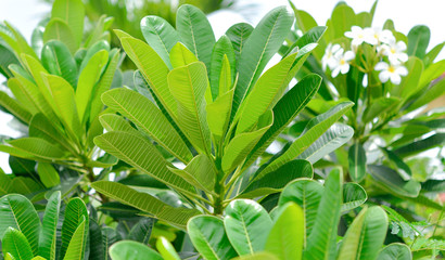 Obraz na płótnie Canvas Green frangipani leaf, plumeria leaf with half of sunlight for pattern background