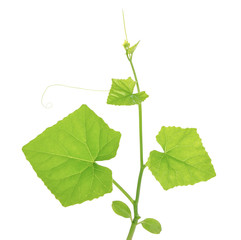 Naklejka premium Ivy Gourd on white background, Coccinia grandis (Cucurbitaceae)