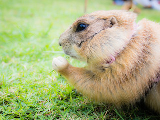Prairie dog eating a leaf of grass.