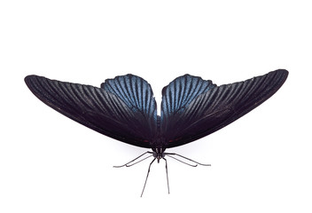 Black butterfly on a white background