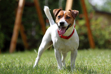 Jack Russell Terrier, biało brązowy pies - obrazy, fototapety, plakaty