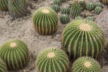 cactus in desert