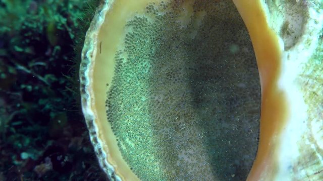 Reproduction Tentacled blenny (Parablennius tentacularis): the male protects the nest with caviar in the gastropod shell, the male hides in the sink, close-up.
