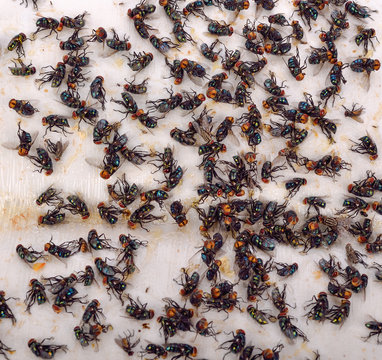 Dead Flies Caught On Sticky Fly Paper Trap