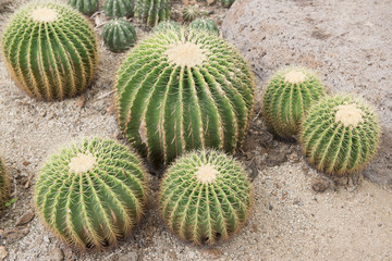 cactus in desert