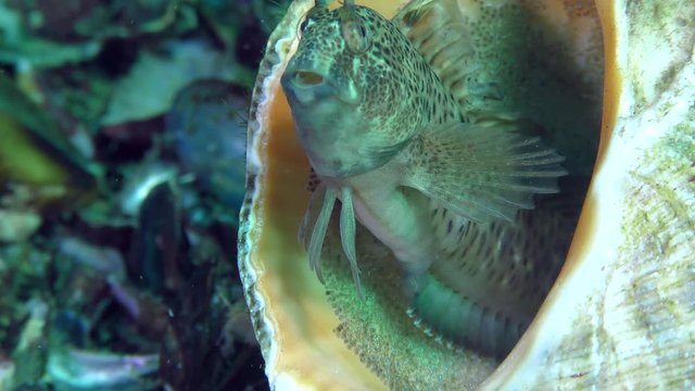 Reproduction Tentacled blenny (Parablennius tentacularis): the male protects the nest in the gastropod shell, the male ventilates the roe with the movement of the fins, close-up.
