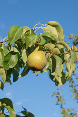Shiny delicious pears hanging from a tree branch in the orchard..