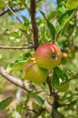 Shiny delicious apples hanging from a tree branch in an apple orchard.