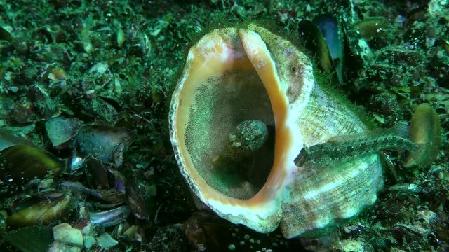 Reproduction Tentacled blenny (Parablennius tentacularis): the male guards the nest in the gastropod shell, the male drives away the importunate female from the nest, medium shot.

