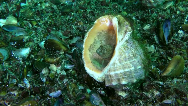 Reproduction Tentacled blenny (Parablennius tentacularis): the male guards the nest in the gastropod shell, medium shot.
