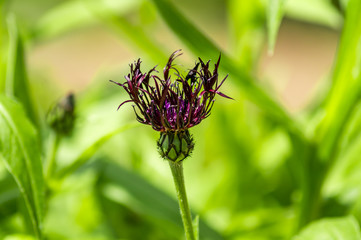 purple Cornflower on green background