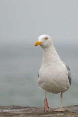 Walking seagull in detail