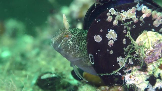 Reproduction Tentacled blenny (Parablennius tentacularis): male guarding the nest in the shell of the mussel, close-up.
