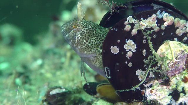 Reproduction Tentacled blenny (Parablennius tentacularis): the male protects the nest in the mussel shell, the male pokes its head, close-up.
