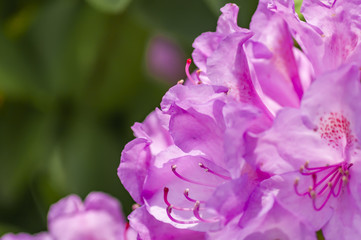Fototapeta na wymiar Violet flowers of Rhododendron. Evergreen shrub.