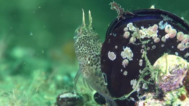 Reproduction Tentacled blenny (Parablennius tentacularis): the male protects the nest in the mussel shell, the male pokes his head and looks around the neighborhood, close-up.
